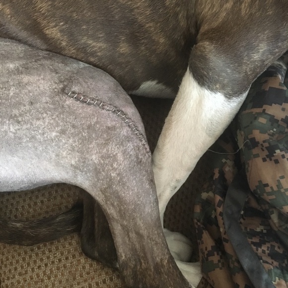 She’s back home and napping. Thanks everyone. - Picture 4 of 7